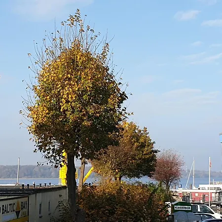Strandmoewe * Лабё